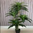 170cm Τεχνητό Διακοσμητικό Φυτό Δράκαινα σε Γλάστρα